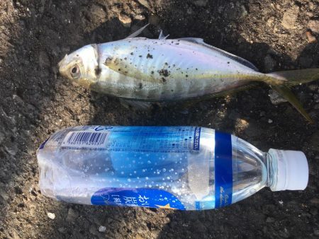 ジグサビキで五目釣り